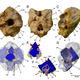 The braincase of T. euotica. Image: S. L. Brusatte et al., 2016/PNAS